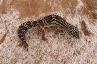 Leopardgeckos mit Stammbaum aus Schweizer Zucht
