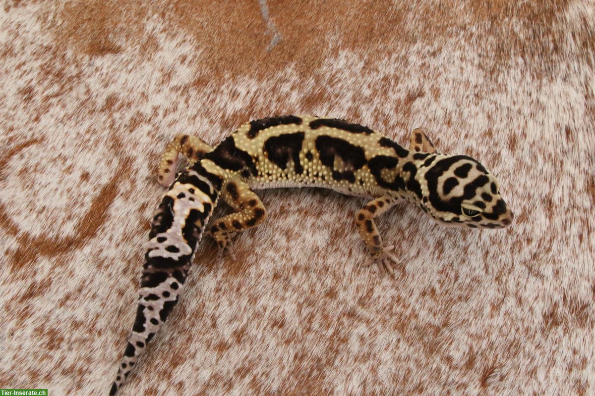 Bild 2: Leopardgeckos mit Stammbaum aus Schweizer Zucht