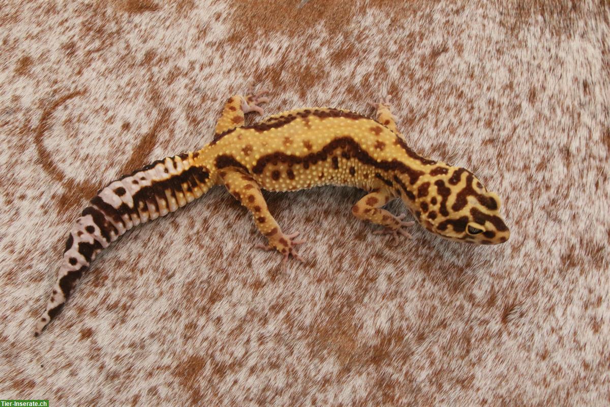 Bild 4: Leopardgeckos mit Stammbaum aus Schweizer Zucht