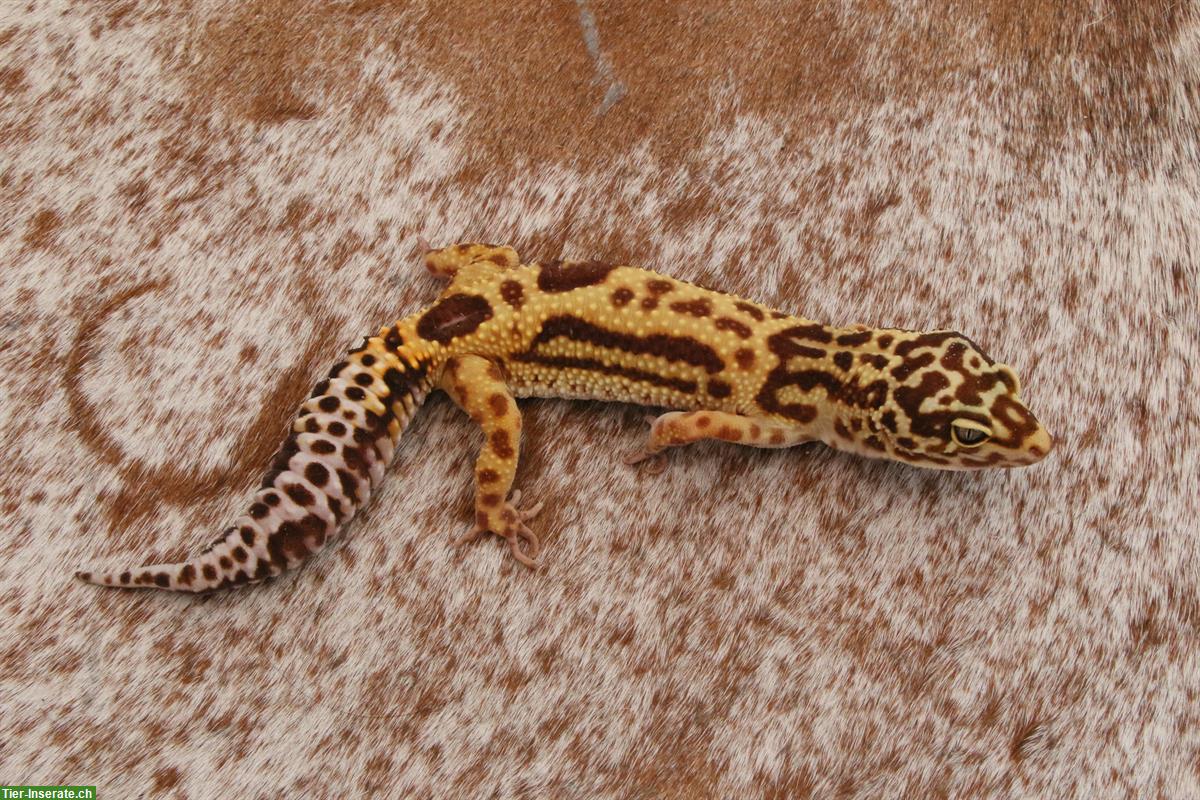 Bild 5: Leopardgeckos mit Stammbaum aus Schweizer Zucht