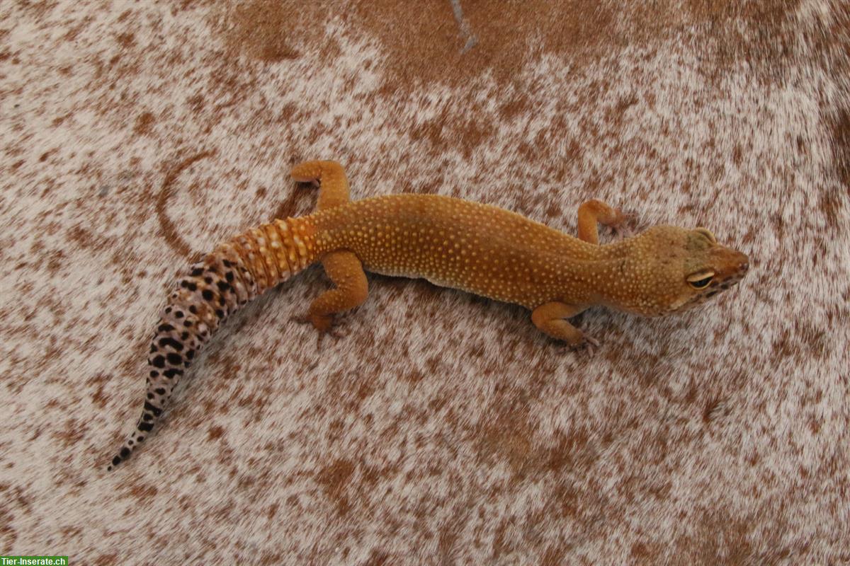 Bild 6: Leopardgeckos mit Stammbaum aus Schweizer Zucht