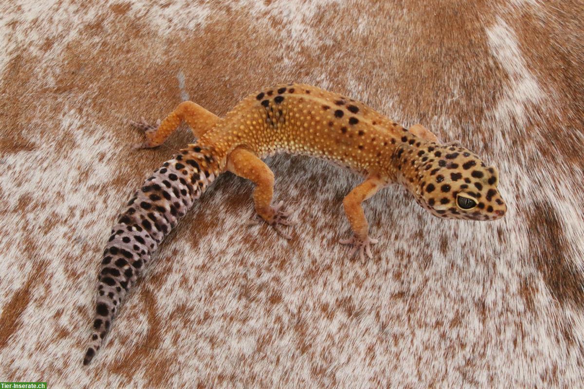 Bild 7: Leopardgeckos mit Stammbaum aus Schweizer Zucht