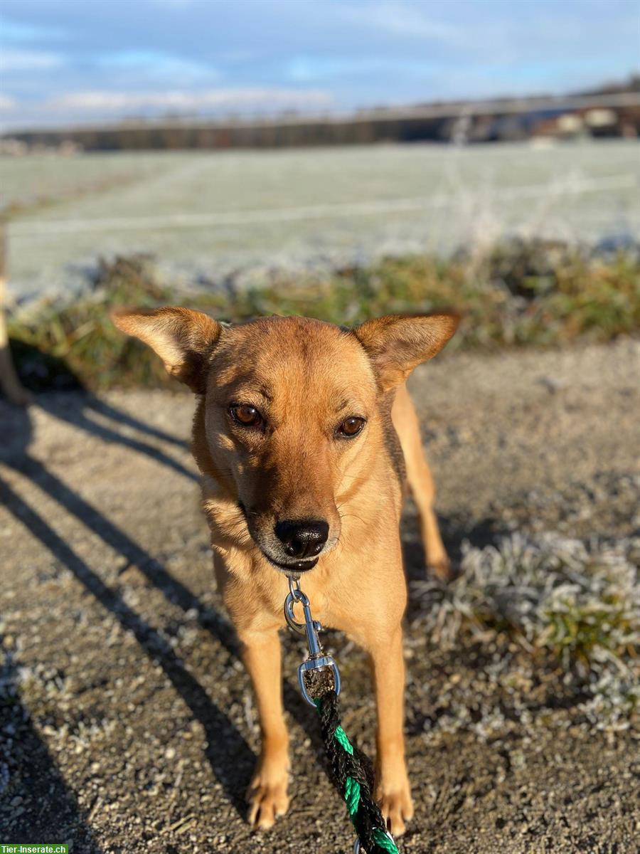 Mischlingshündin Bluebell sucht hundeerfahrenes Zuhause