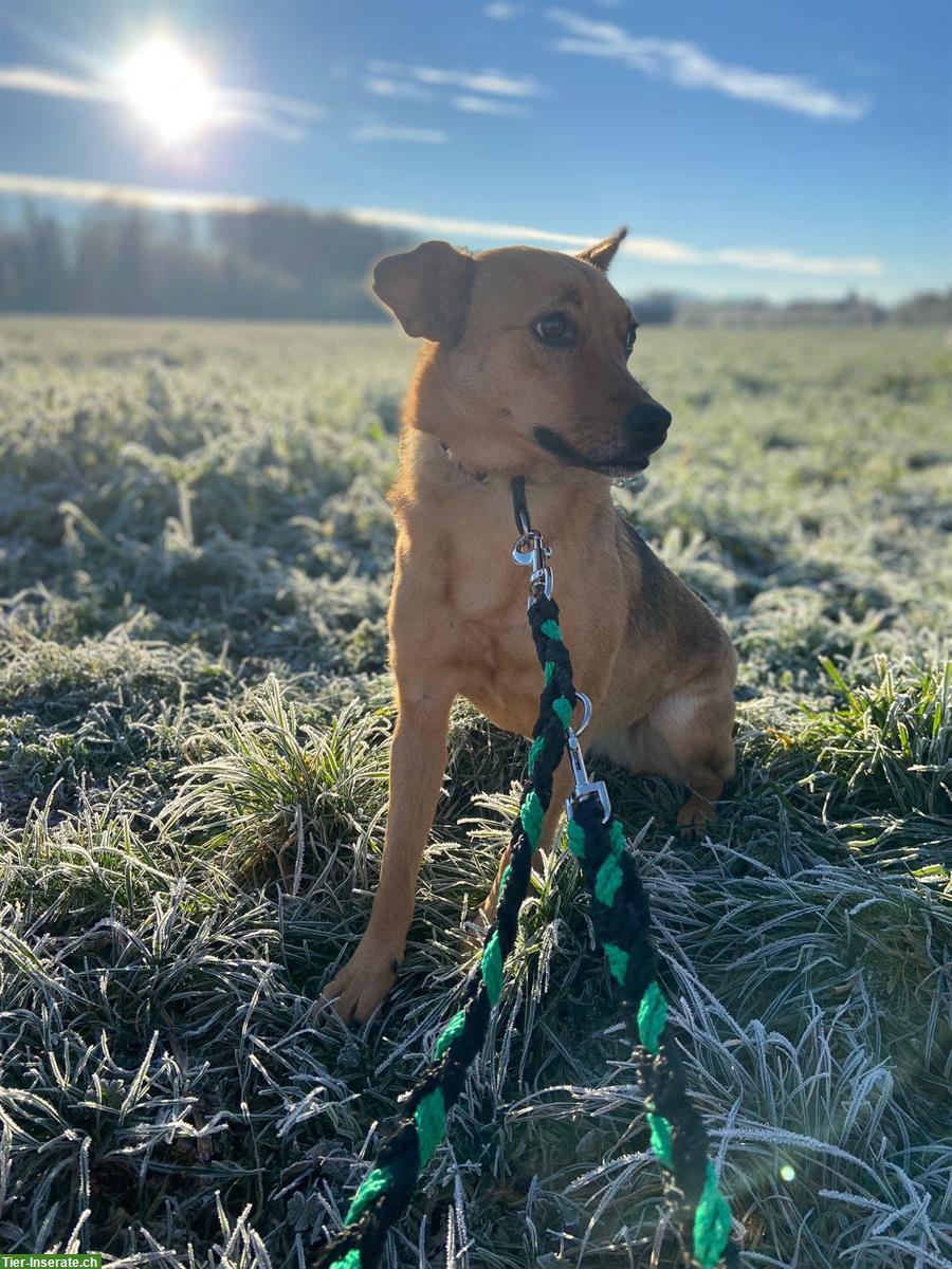 Bild 2: Mischlingshündin Bluebell sucht hundeerfahrenes Zuhause