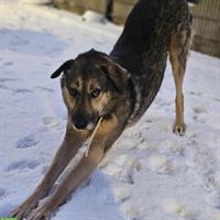 Ruhiger Mischlingsrüde Dean sucht liebevolles Zuhause