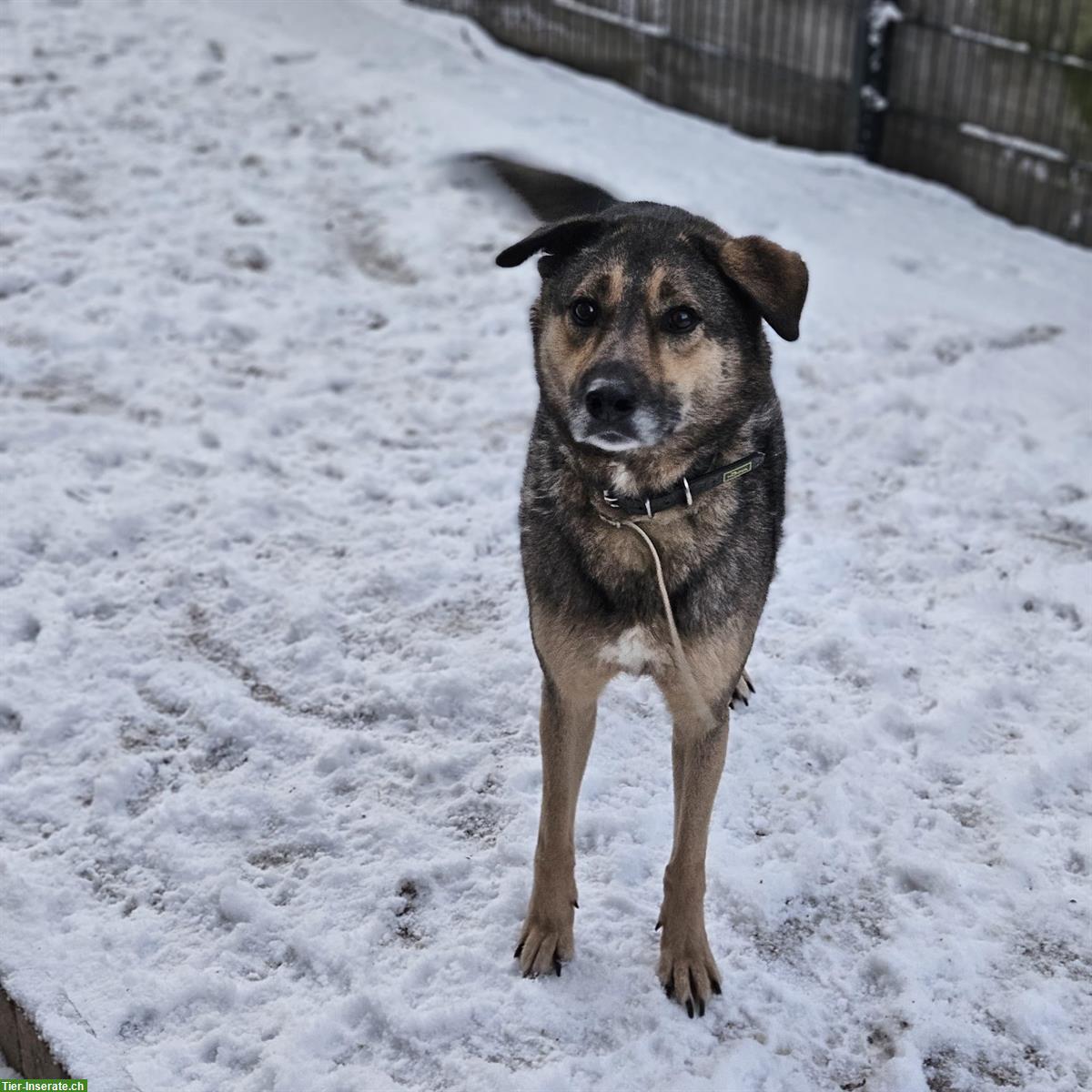 Bild 2: Ruhiger Mischlingsrüde Dean sucht liebevolles Zuhause