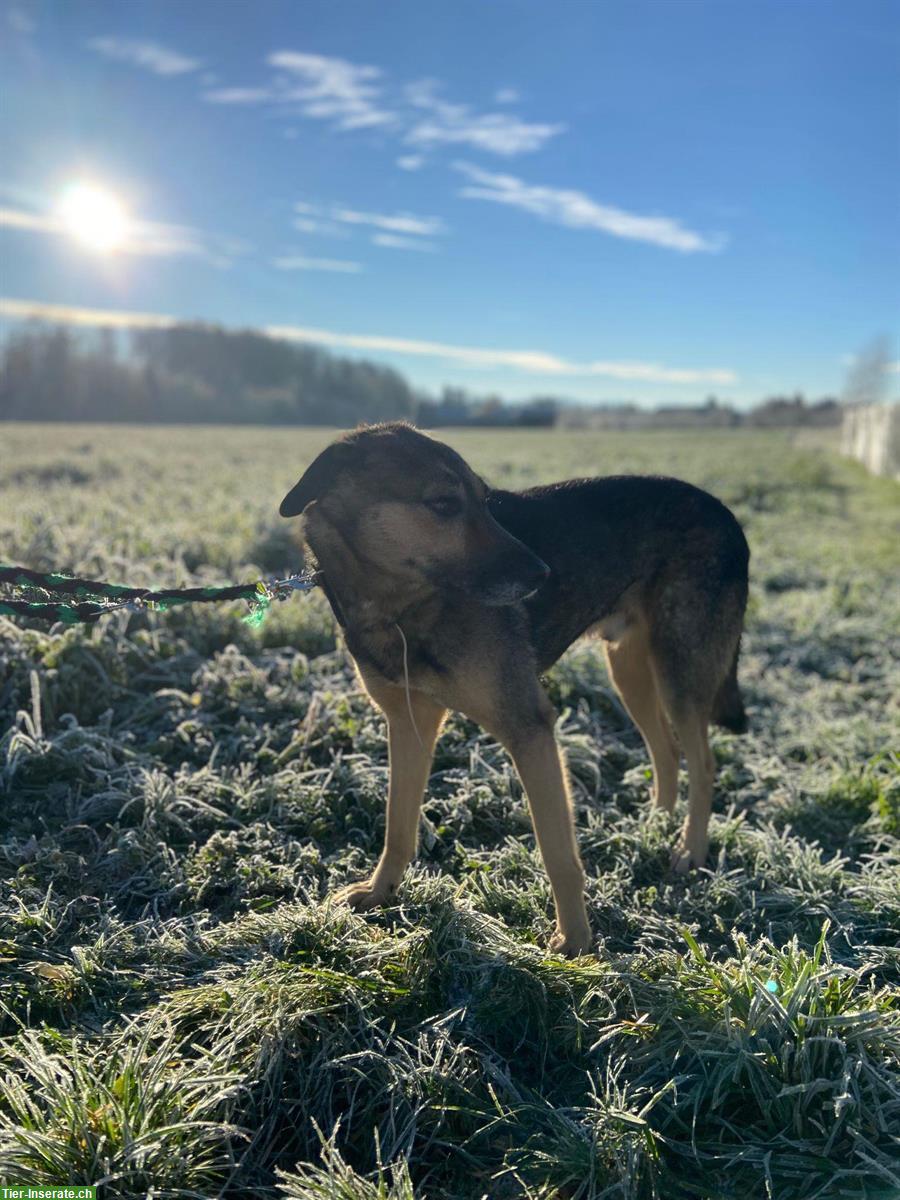 Bild 3: Ruhiger Mischlingsrüde Dean sucht liebevolles Zuhause