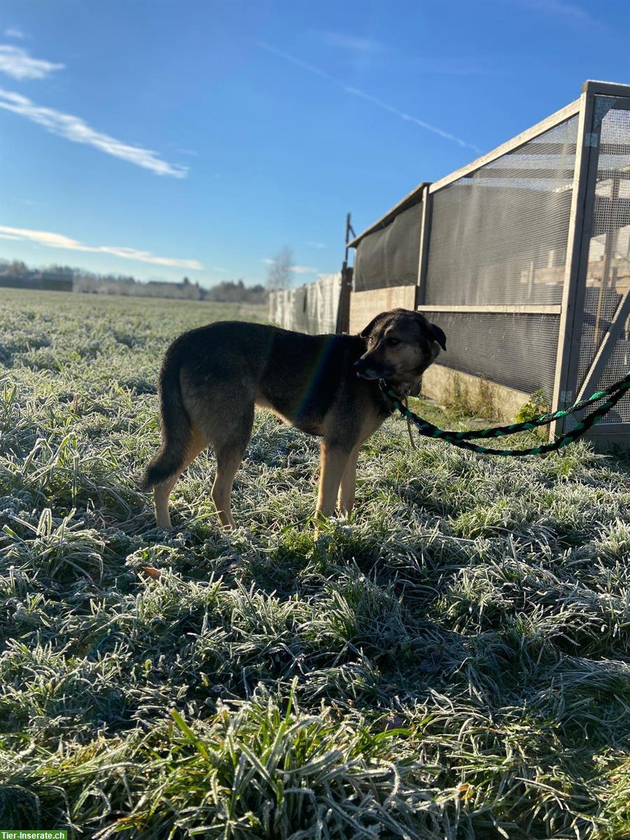 Bild 4: Ruhiger Mischlingsrüde Dean sucht liebevolles Zuhause