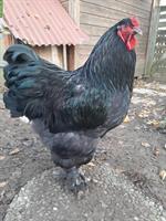 Brahma Huhn, reinrassig, zutraulich