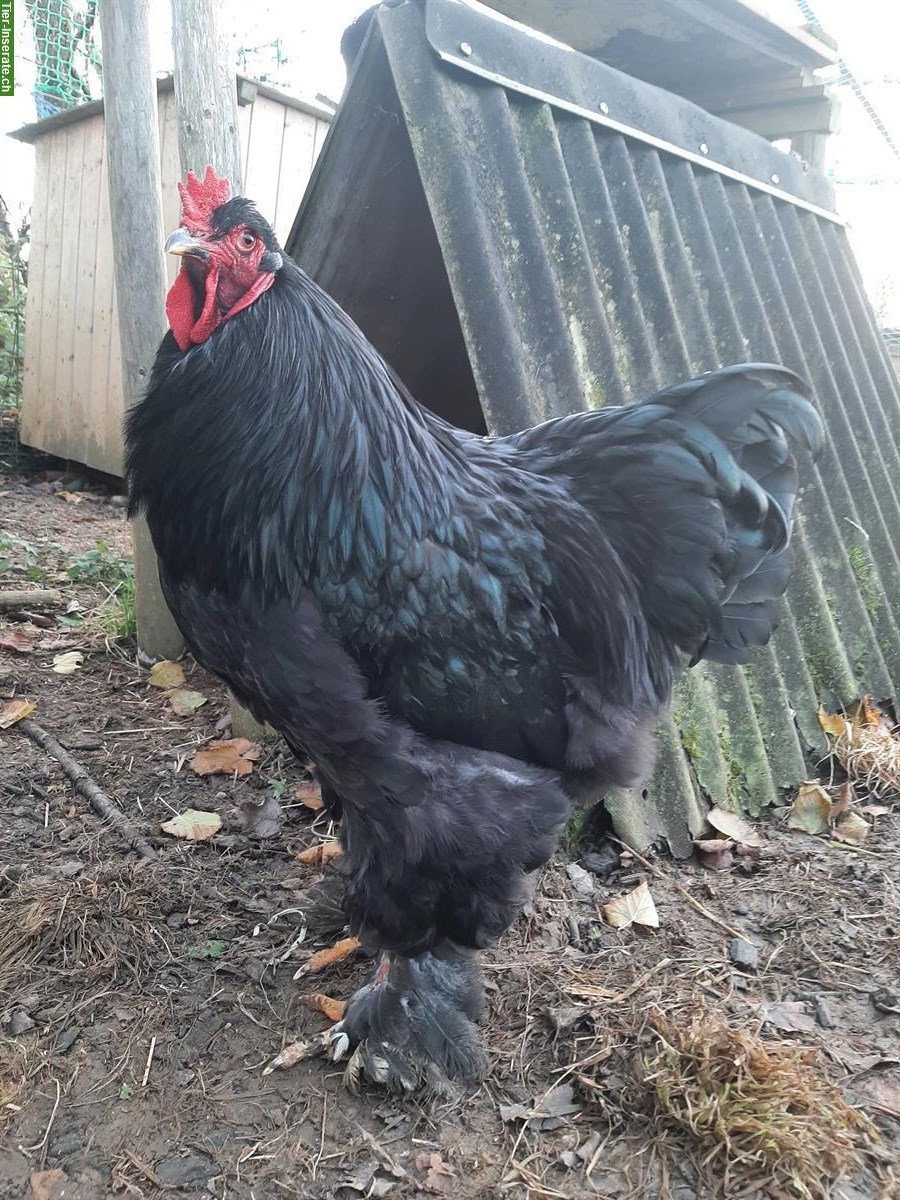 Bild 2: Brahma Huhn, reinrassig, zutraulich