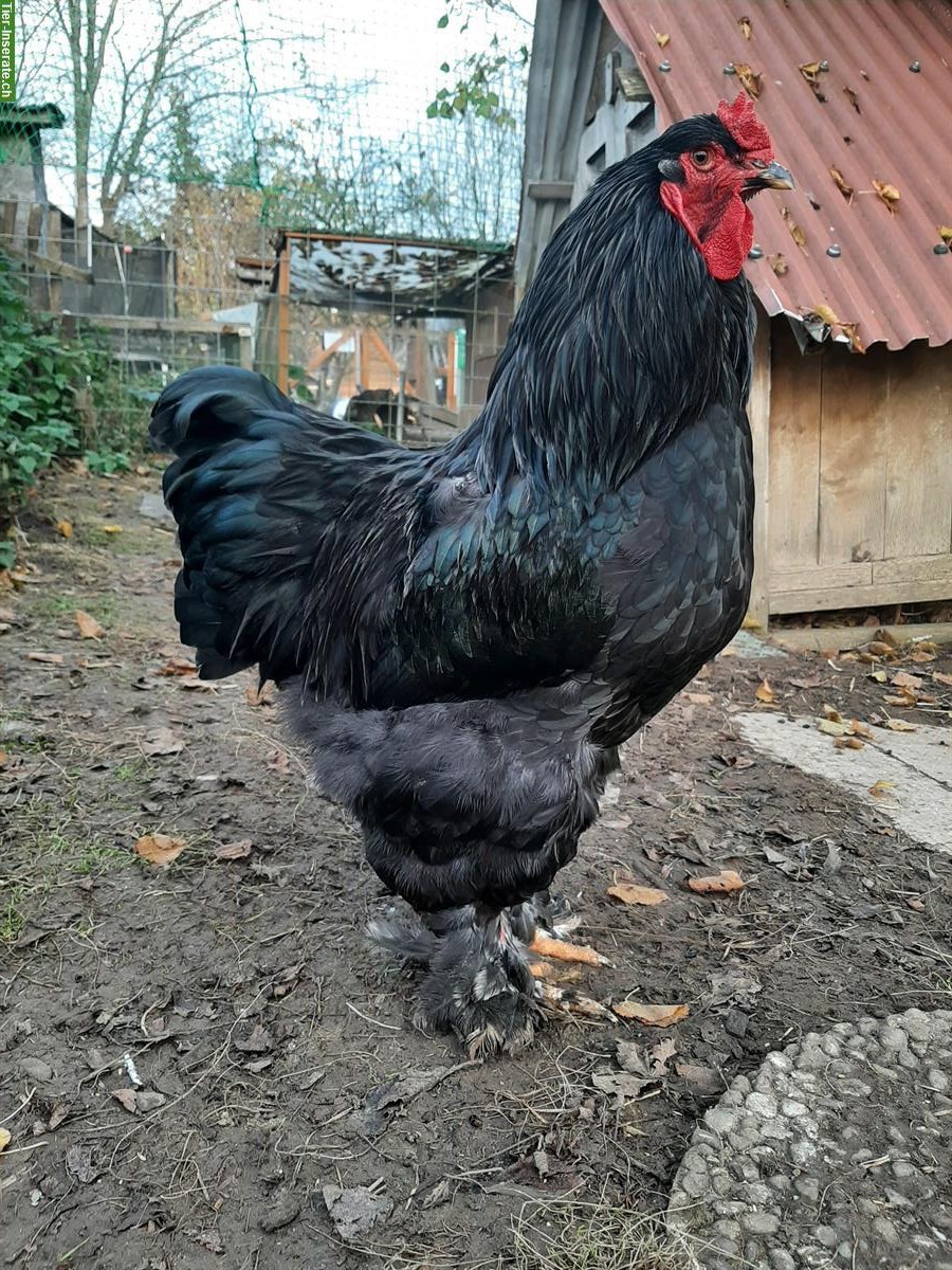 Bild 3: Brahma Huhn, reinrassig, zutraulich