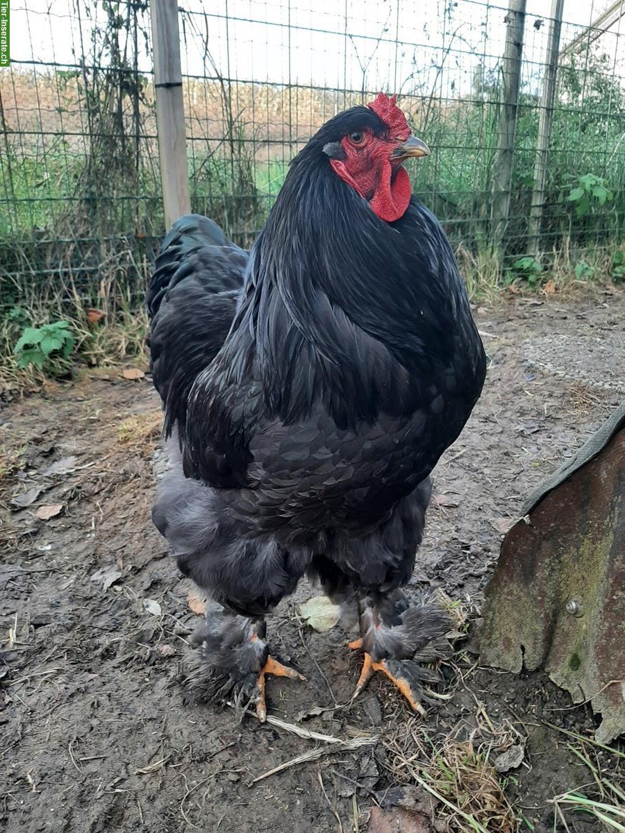 Bild 5: Brahma Huhn, reinrassig, zutraulich