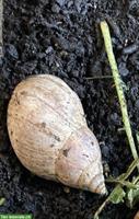Achatschnecke an artgerechtes Zuhause zu verschenken
