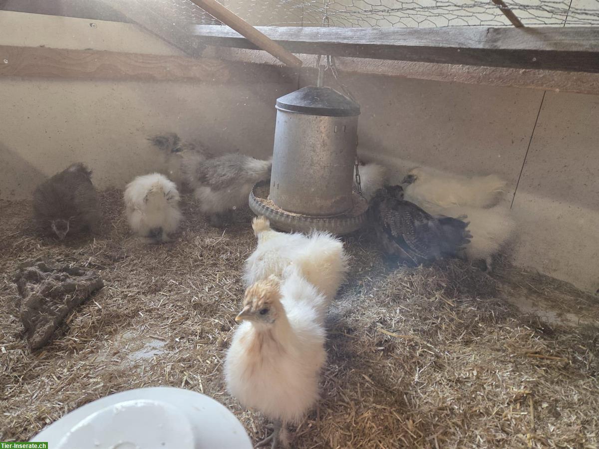 Zwerg Seidenhuhn und Mischung Seidenhuhn x Chabo