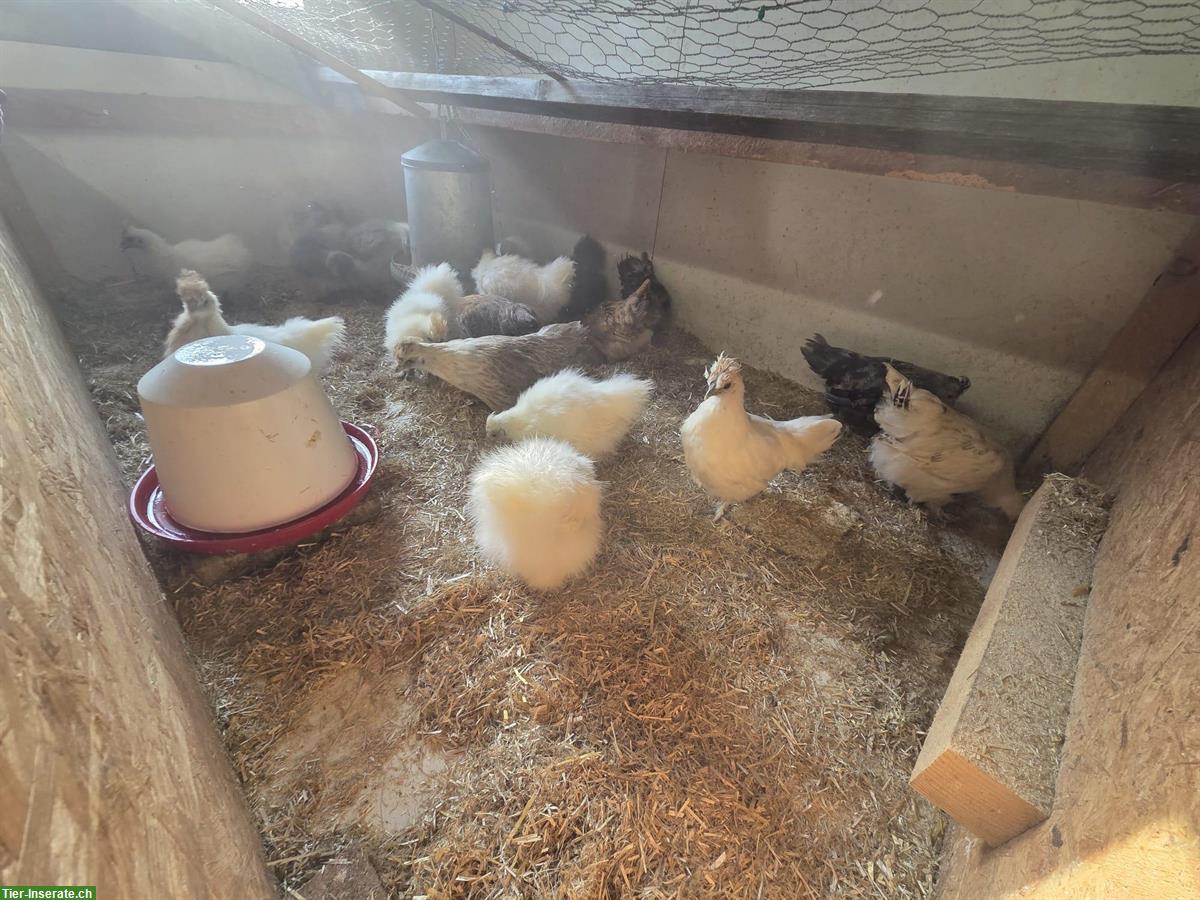 Bild 2: Zwerg Seidenhuhn und Mischung Seidenhuhn x Chabo