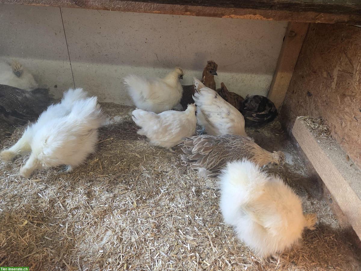 Bild 3: Zwerg Seidenhuhn und Mischung Seidenhuhn x Chabo