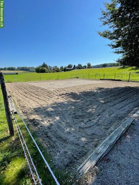 Bild 2: Offenstallplatz für Pony oder Kleinpferd, für Allergiker geeignet