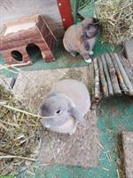 2 Zwergkaninchen Weibchen abzugeben