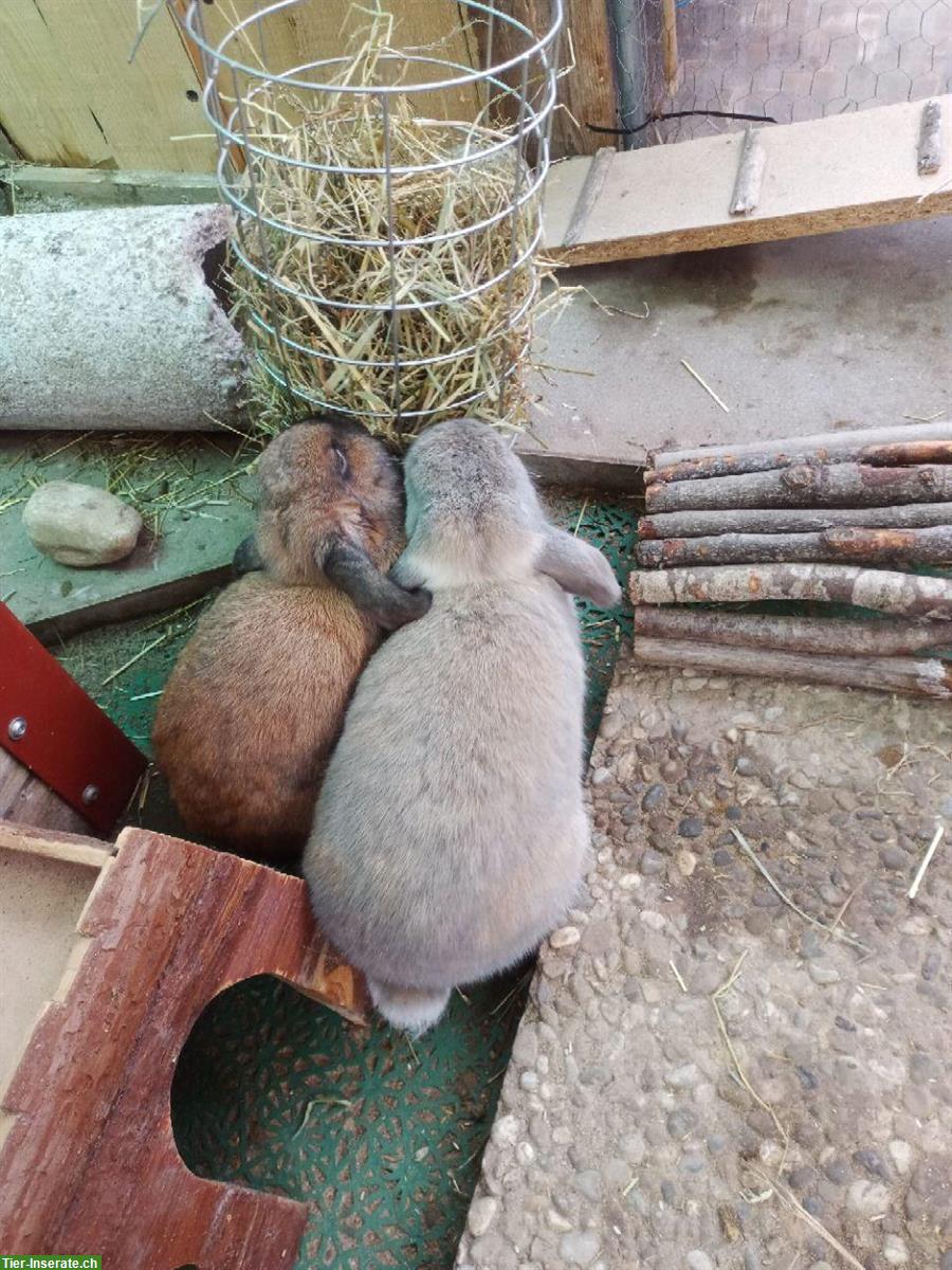 Bild 2: 2 Zwergkaninchen Weibchen abzugeben