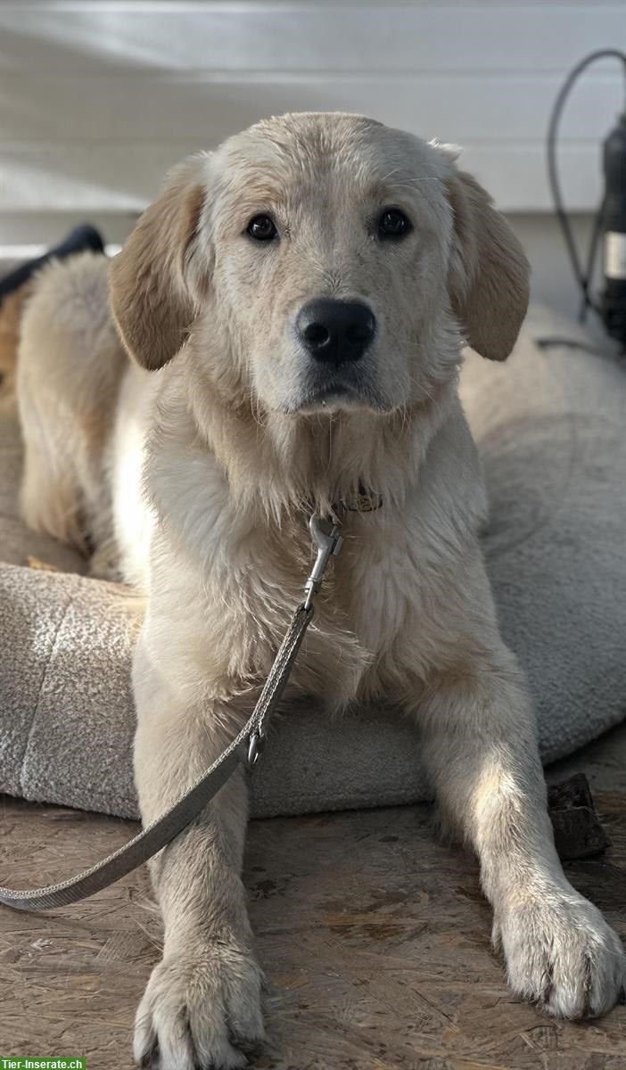 Golden Retriever Junghund, Rüde