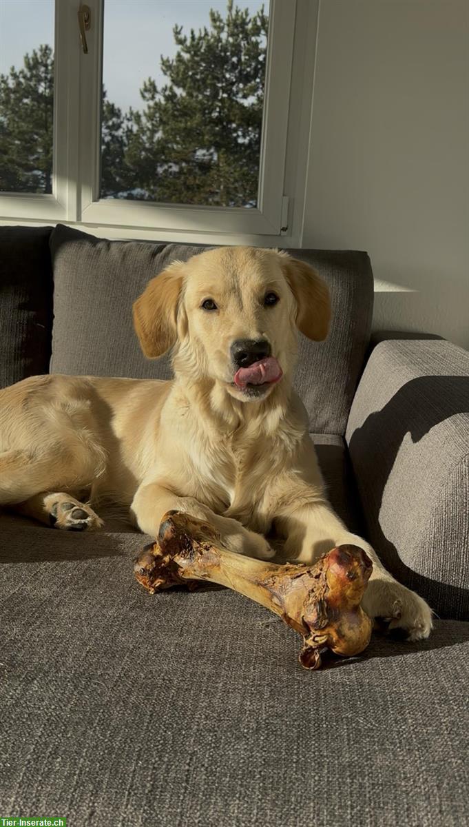 Bild 2: Golden Retriever Junghund, Rüde