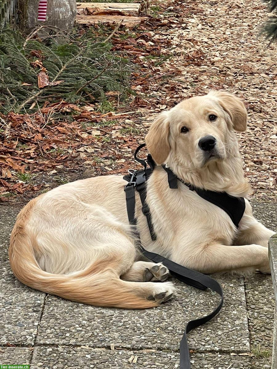 Bild 3: Golden Retriever Junghund, Rüde
