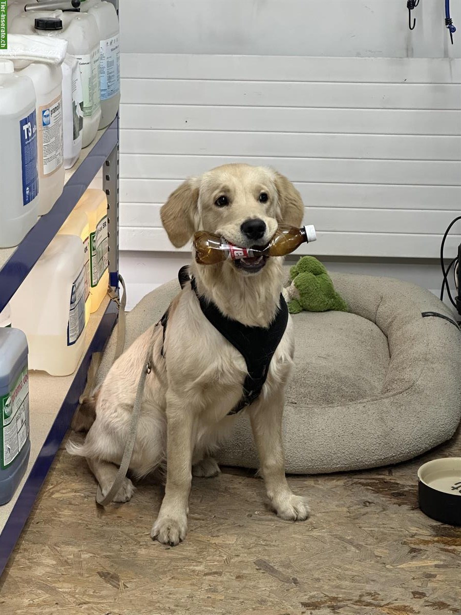 Bild 4: Golden Retriever Junghund, Rüde