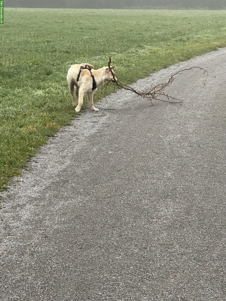 Bild 5: Golden Retriever Junghund, Rüde