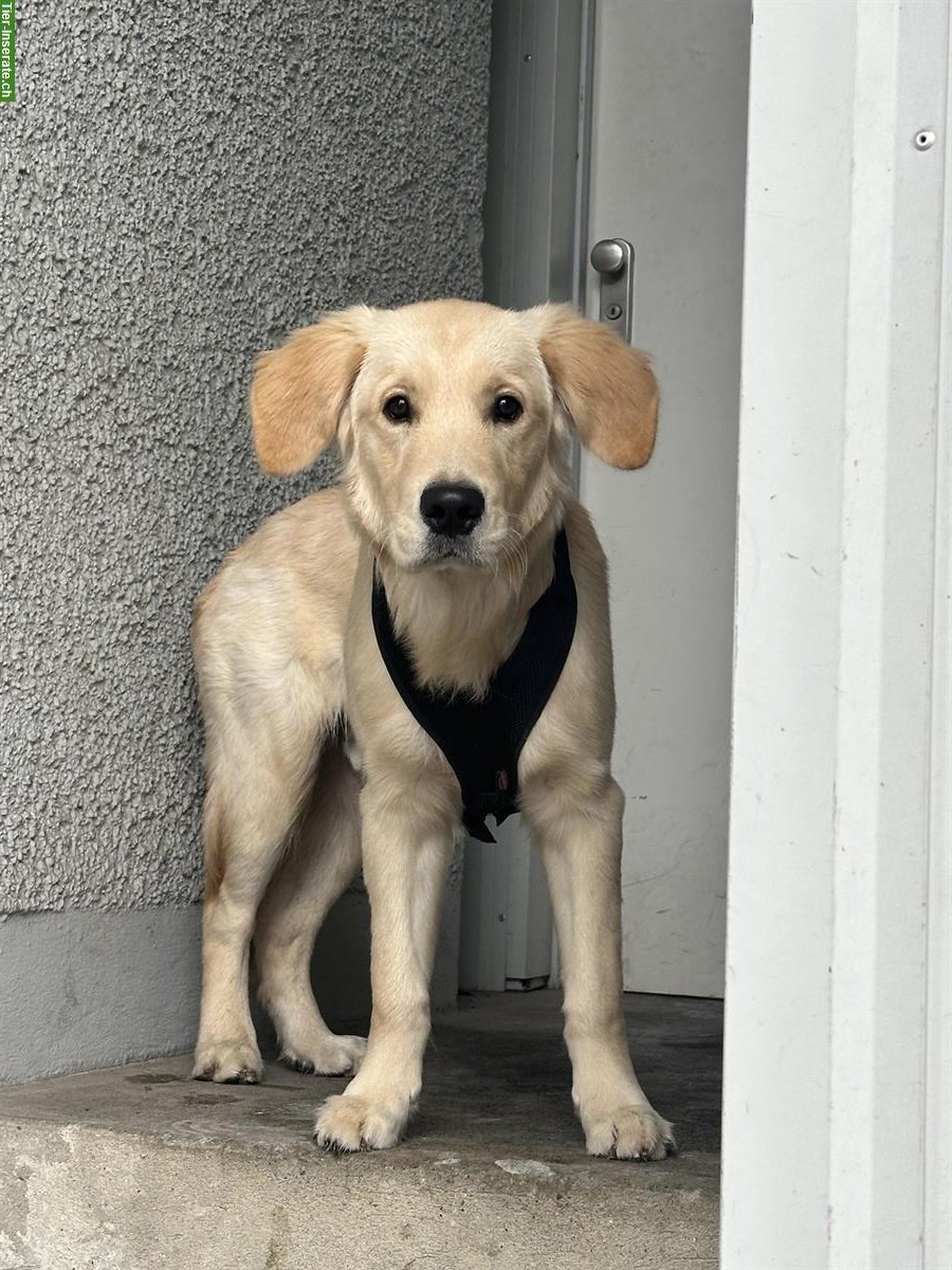 Bild 6: Golden Retriever Junghund, Rüde