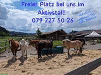Platz frei in Aktivstall / Offenstall, Zollbrück BE