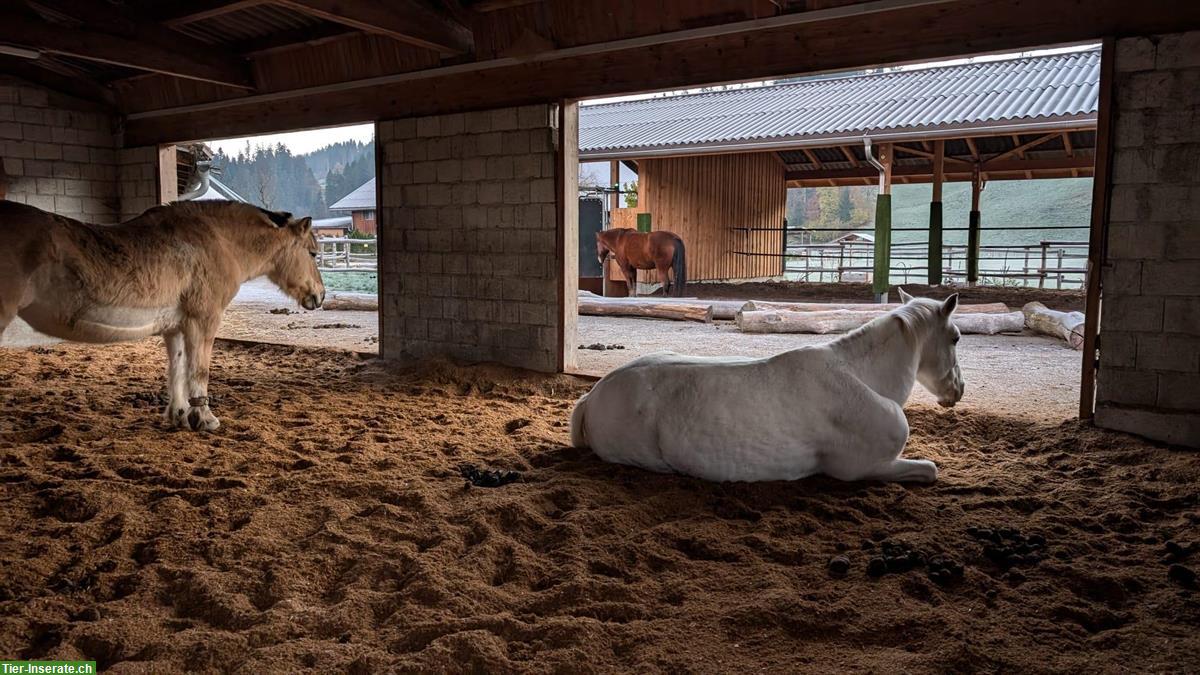 Bild 10: Platz frei in Aktivstall / Offenstall, Zollbrück BE