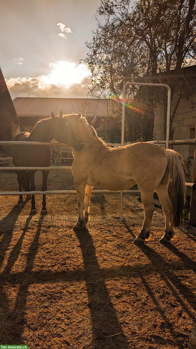 Bild 2: Platz frei in Aktivstall / Offenstall, Zollbrück BE