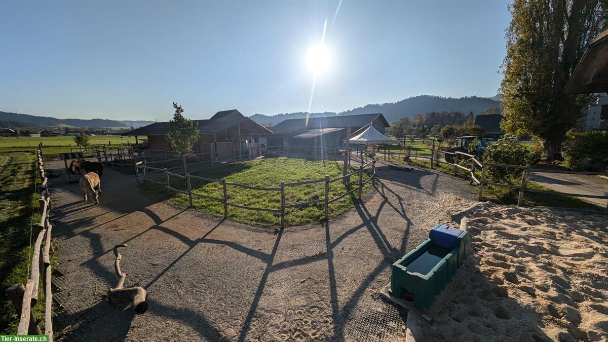 Bild 3: Platz frei in Aktivstall / Offenstall, Zollbrück BE