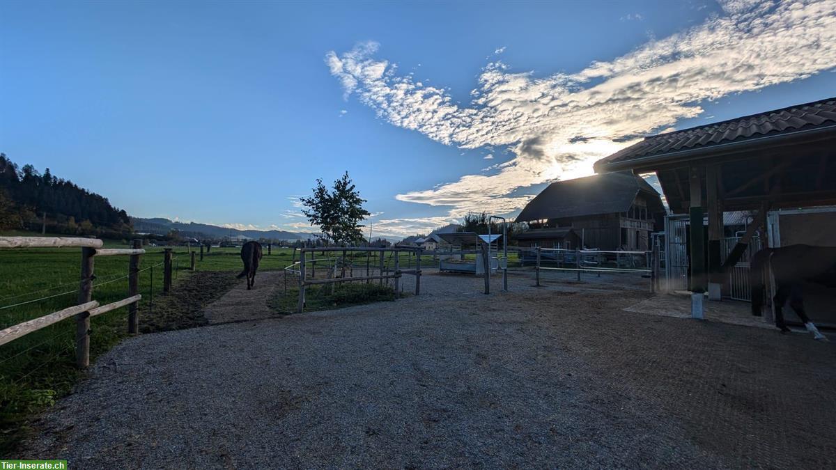 Bild 4: Platz frei in Aktivstall / Offenstall, Zollbrück BE