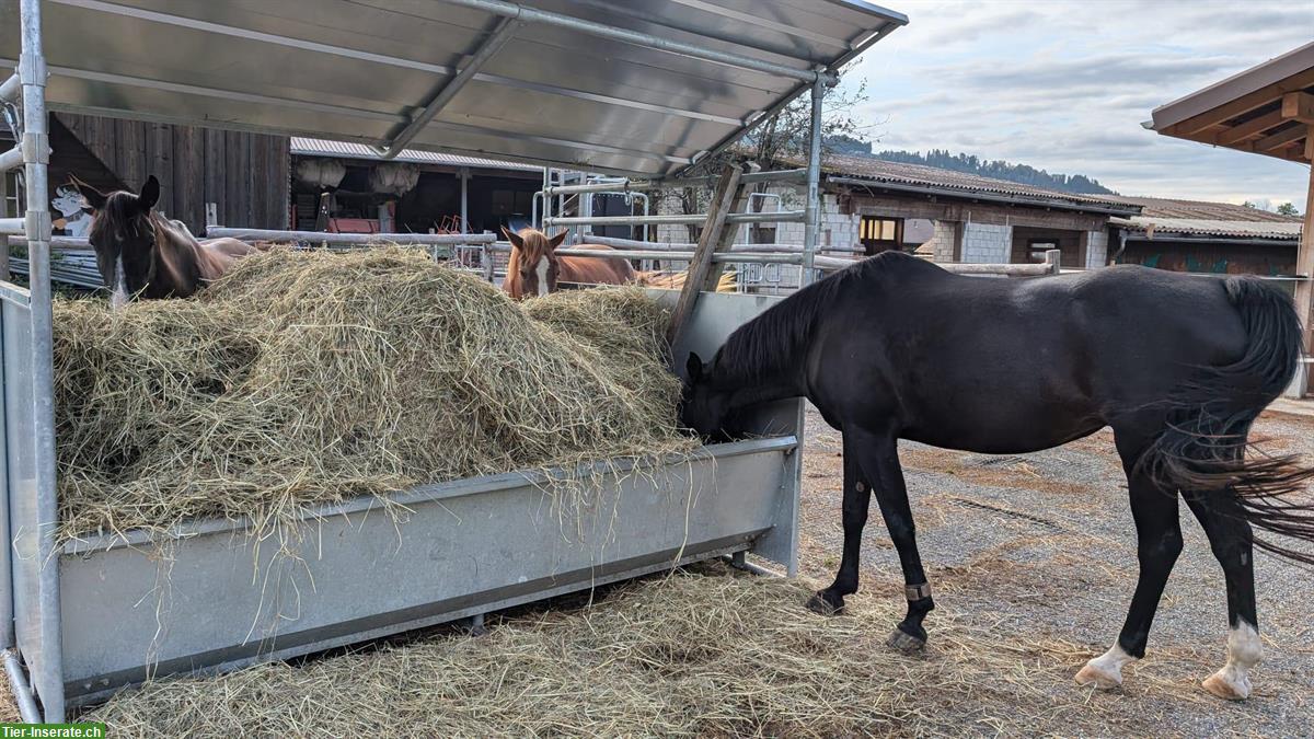 Bild 5: Platz frei in Aktivstall / Offenstall, Zollbrück BE