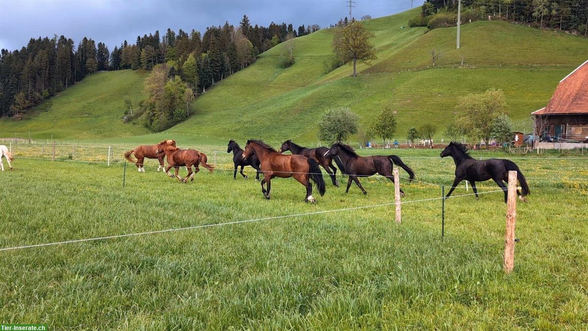 Bild 6: Platz frei in Aktivstall / Offenstall, Zollbrück BE
