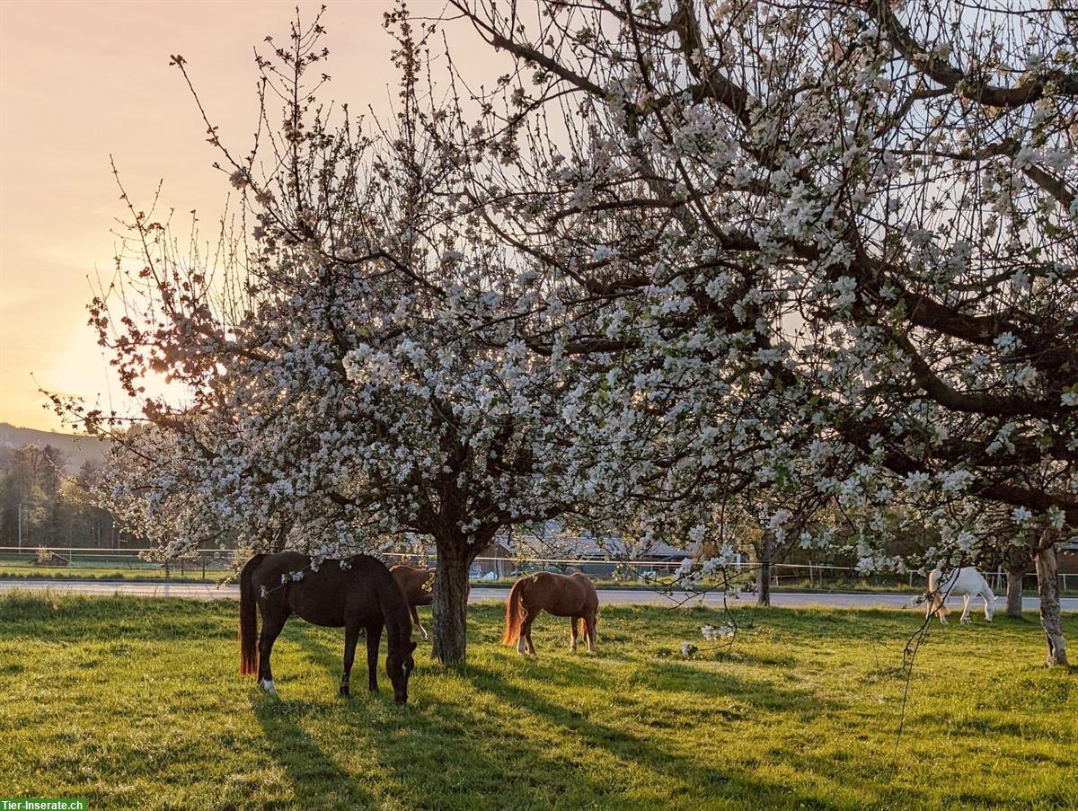 Bild 7: Platz frei in Aktivstall / Offenstall, Zollbrück BE