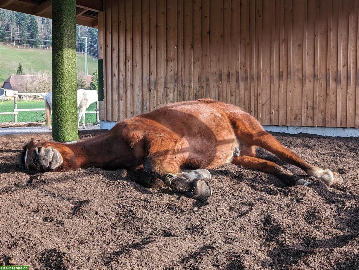 Bild 8: Platz frei in Aktivstall / Offenstall, Zollbrück BE