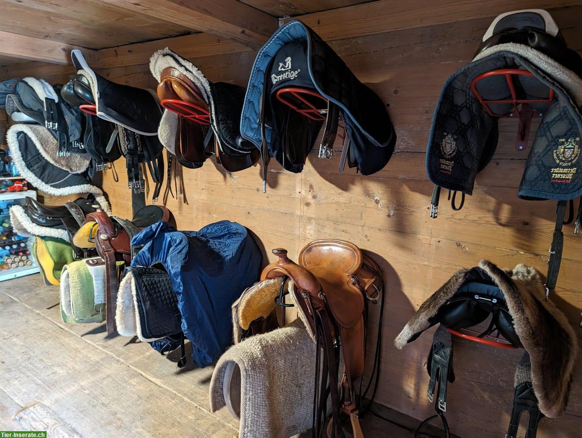 Bild 9: Platz frei in Aktivstall / Offenstall, Zollbrück BE