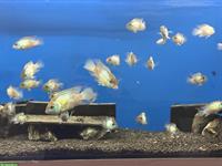 Blaupunktbuntbarsche electric blue