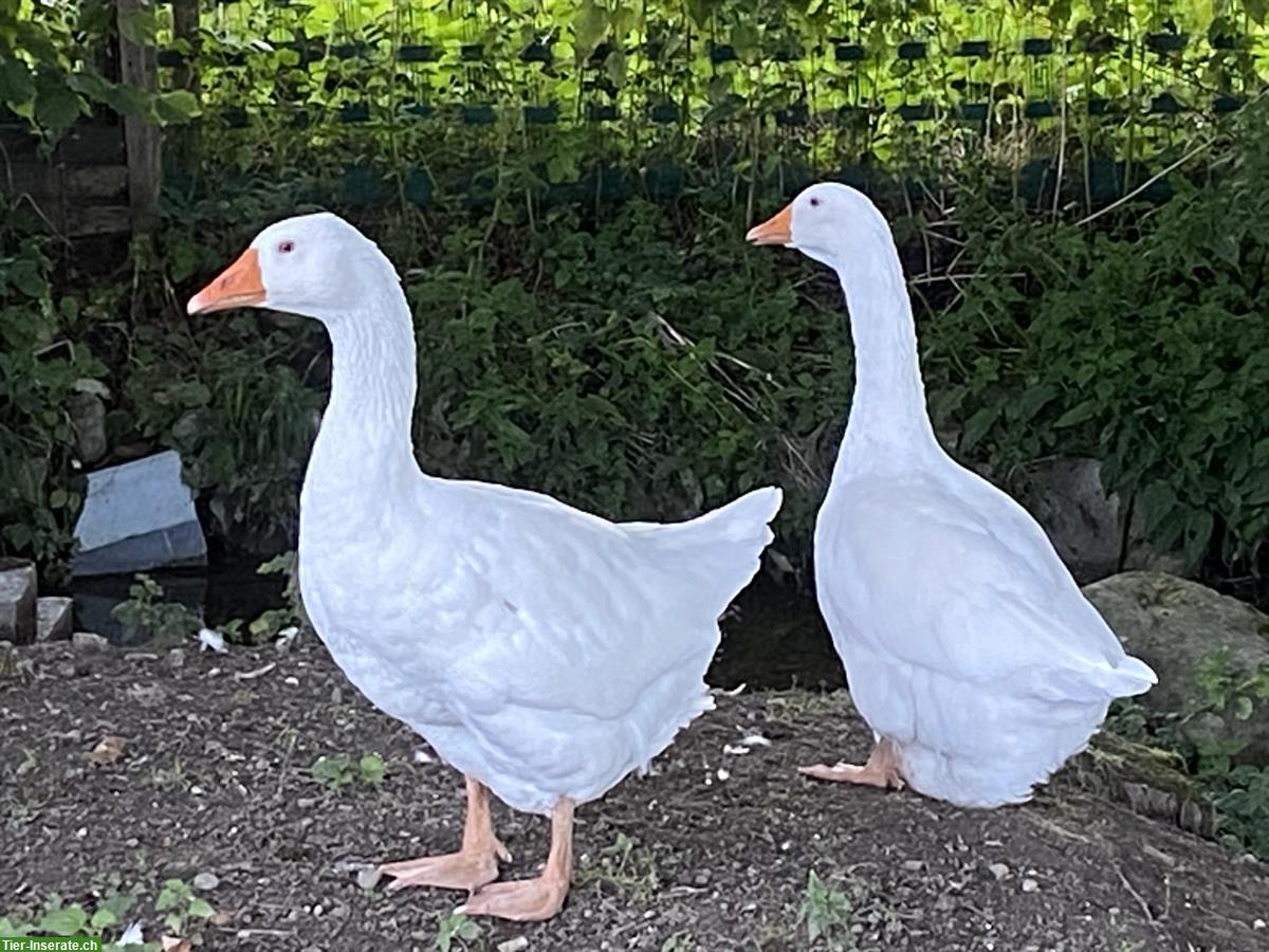 Diepholzer Gänsepaar zu verkaufen, brütet bereits