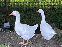 Diepholzer Gänsepaar zu verkaufen, brütet bereits