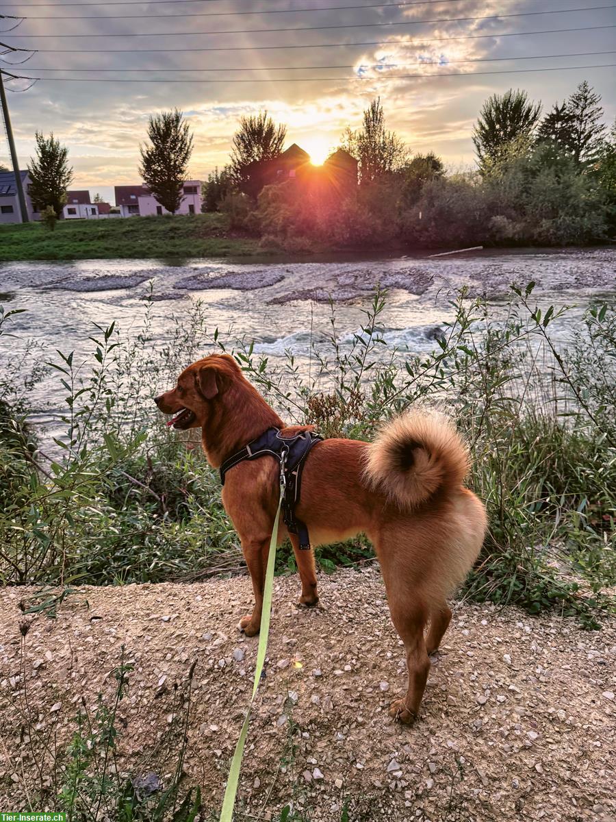 Rio, ein 2.5-jähriger Rüde sucht ein für immer Zuhause