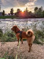 Rio, ein 2.5-jähriger Rüde sucht ein für immer Zuhause