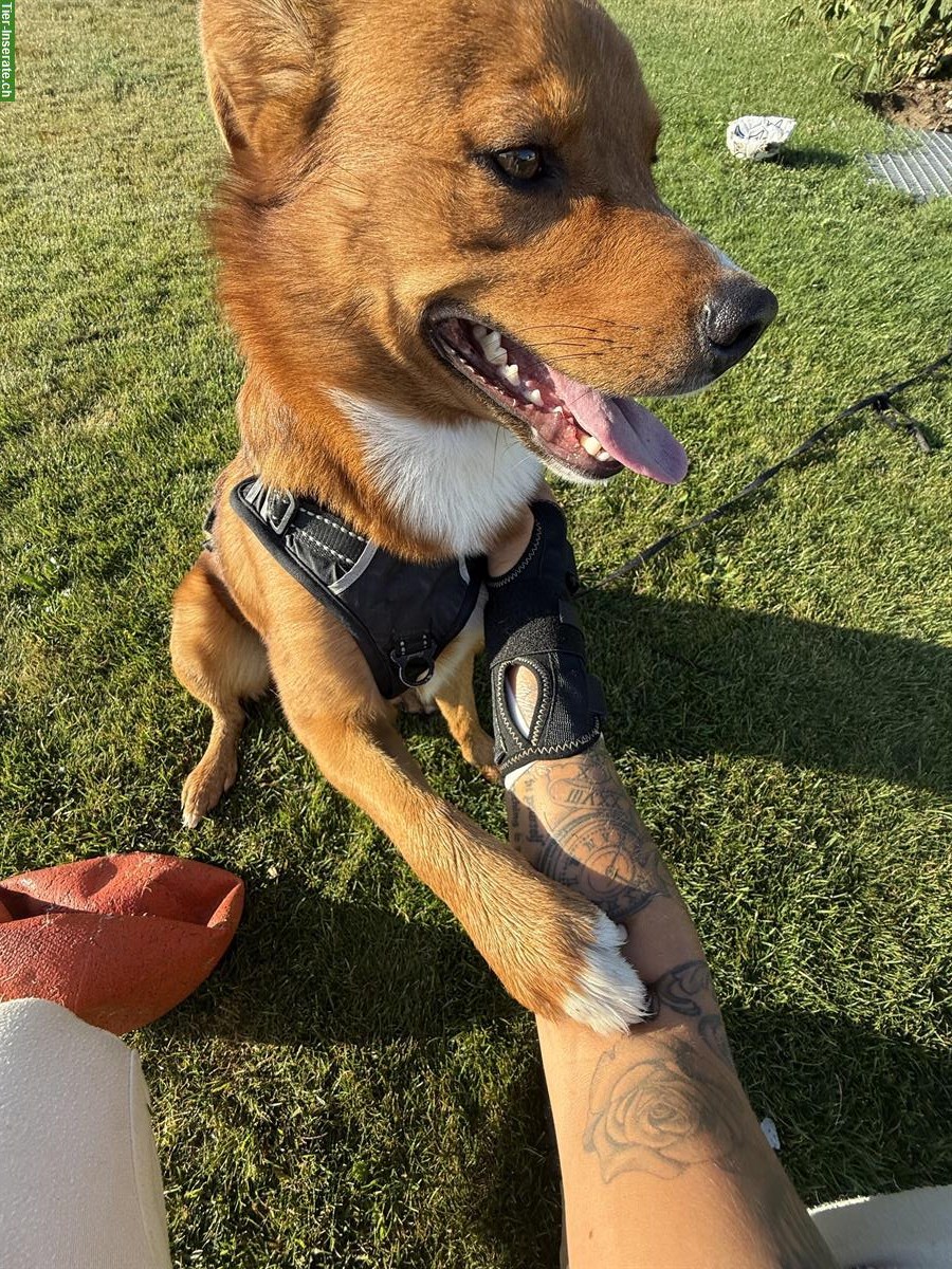 Bild 2: Rio, ein 2.5-jähriger Rüde sucht ein für immer Zuhause