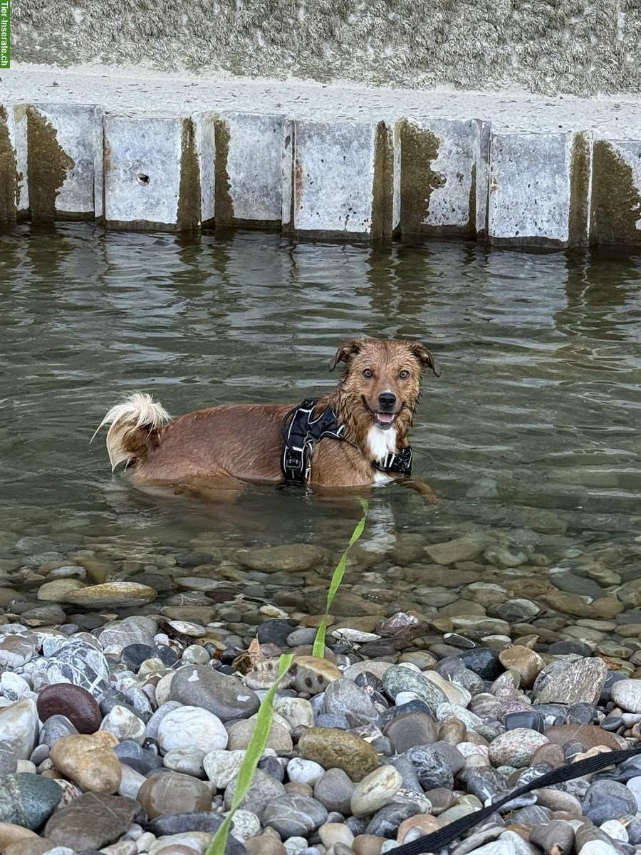 Bild 3: Rio, ein 2.5-jähriger Rüde sucht ein für immer Zuhause