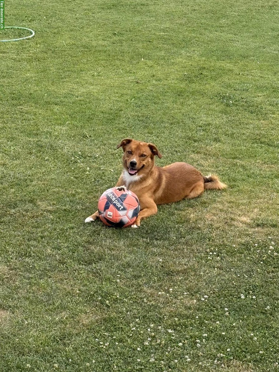 Bild 4: Rio, ein 2.5-jähriger Rüde sucht ein für immer Zuhause