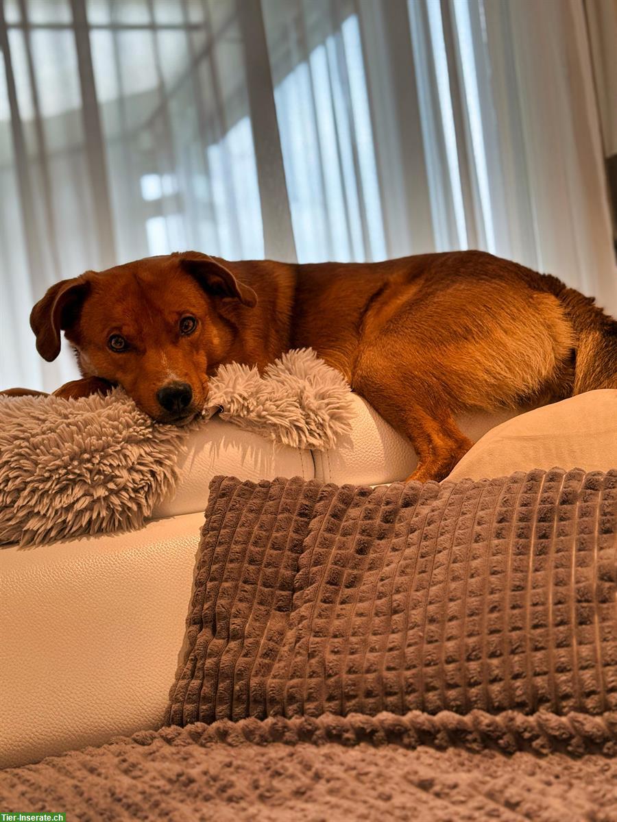 Bild 5: Rio, ein 2.5-jähriger Rüde sucht ein für immer Zuhause