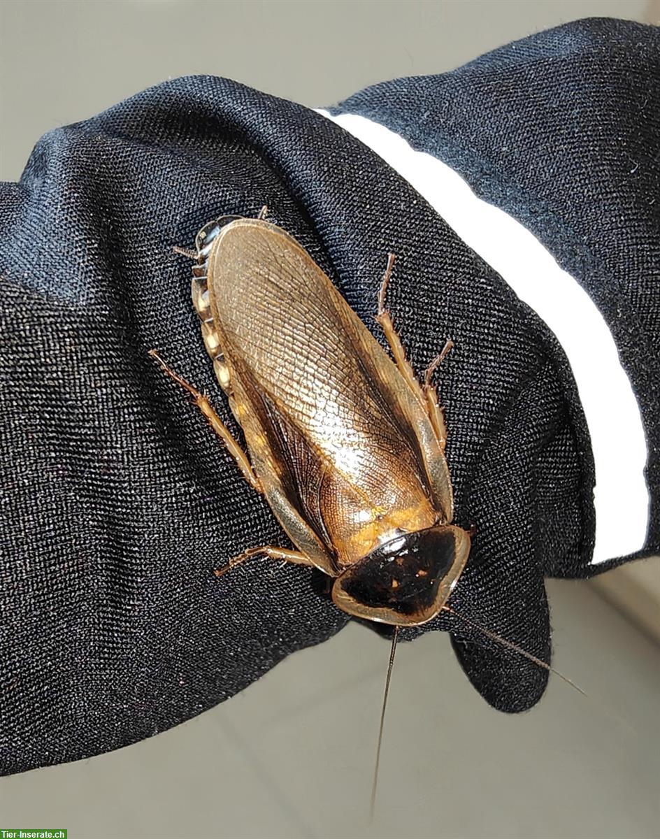 Argentinische Waldschaben, Blaptica dubia