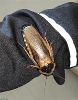 Argentinische Waldschaben, Blaptica dubia